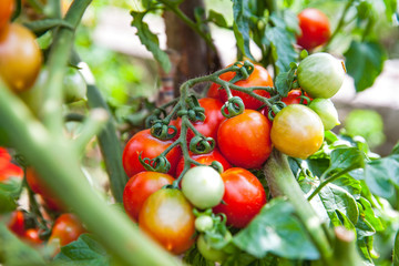 Wall Mural - Ripe tomatoes in the garden