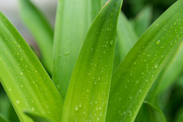 Water drop on leaf