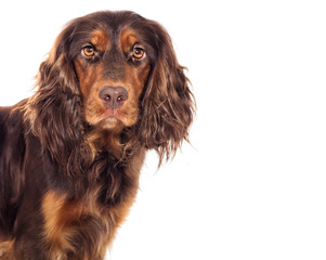 Sticker - Portrait of a cocker spaniel