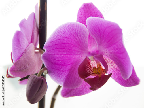 zblizenie-na-jasnorozowy-kwiat-orchidei-na-bialym-tle