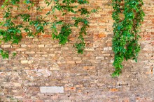 Old Brick Wall With An Ivy (copy Space)