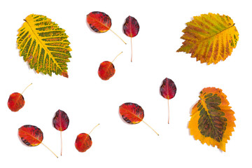 Canvas Print -  multicolored autumn leaves