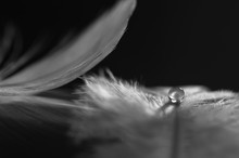 Bird's Feather With A Drop Of Water, Black White Photo. Selective Focus