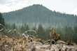 Eurasian lynx, winter