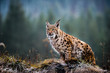 Eurasian lynx, winter