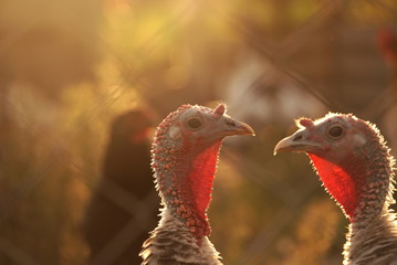 two turkeys on a farm