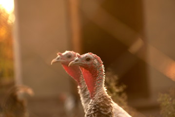 two turkeys on a farm