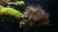 Yellow Sea Anemones Tendrils Move Underwater. Close Up.