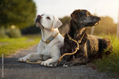 Zwei Junge Hubsche Hunde Mit Halsband Und Leine Liegen Nebeneinander Auf Einem Weg Bei Sonnenuntergang Kaufen Sie Dieses Foto Und Finden Sie Ahnliche Bilder Auf Adobe Stock Adobe Stock