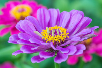 Wall Mural - Vibrant horizontal macro, closeup of purple and pink Zinnia with bright yellow centers.  violacae cav. Shallow depth of field with green background