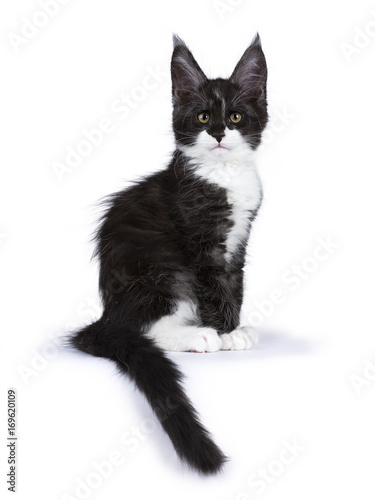 Black And White Smoke Maine Coon Cat Kitten Sitting Isolated On