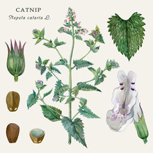 Botanical Illustration Of The Culinary And Healing Plant Catnip (Nepeta Cataria L.) Watercolor Illustration.