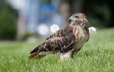 Red Tailed Hawk