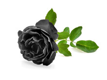 Black Rose Isolated On White Background