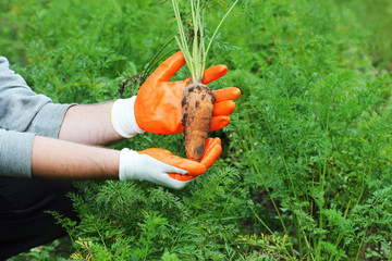 Farmer hand holding a f fresh organic carrot in autumn garden outdoor