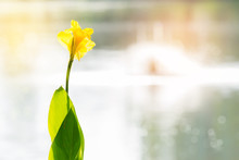 Dreamy Yellow Flower In Summer With Water Bokeh And Bright Sunlight Background..Natural Concept With Copy Space.