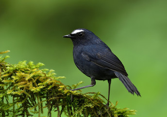 Beautiful dark blue bird with white eye brow perching on mossy branch in nature, Male of White-browed Shortwing (Brachypteryx montana)