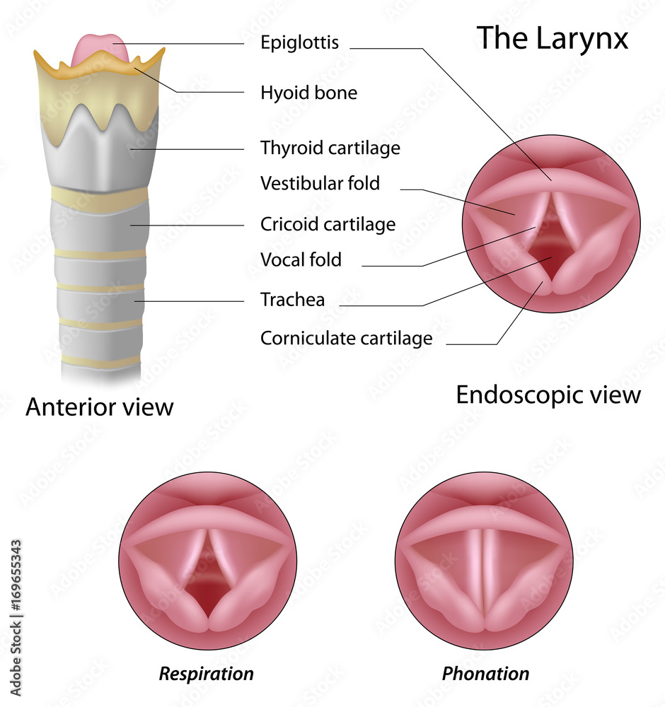 Anatomy of the larynx Stock Illustration | Adobe Stock