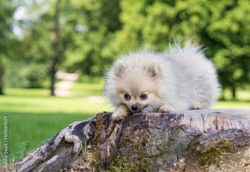 niedlicher, schüchterner Zwergspitz Hund schämt sich StockFoto