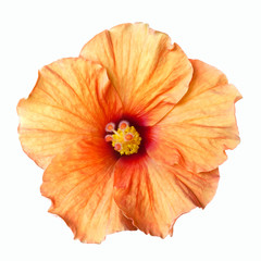 Wall Mural - orange hibiscus flower isolated