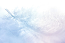 Airy Soft Fluffy Feather Close-up Of Macro Of Blue And Pink Pastel Shades On White Background With Soft Focus. Abstract Gentle Natural Background With Feather.