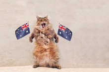 The Big Shaggy Cat Is Very Funny Standing.flag