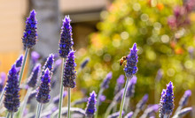 A Bee Is Collecting Pollen From A Lavender Flower In A Bright Colorful Scene