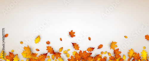 Fototapete Autumn banner with orange leaves.