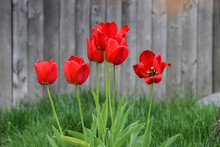 Red Tulips In Bloom