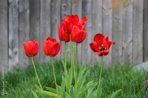 Plakat Czerwone tulipany w rozkwicie