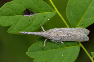 Image of lantern bug or zanna sp on green leaves. Insect Animal