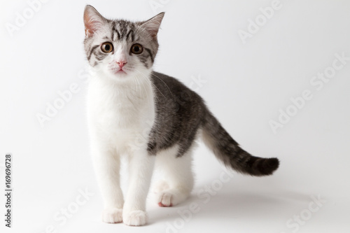 Zdjęcie XXL Scottish Straight kitten bi-color zauważył pozostawiając cztery nogi na białym tle