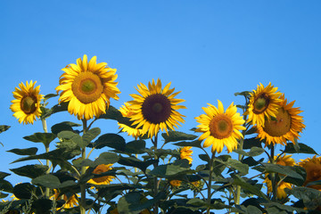  Sonnenblumen Gruppe