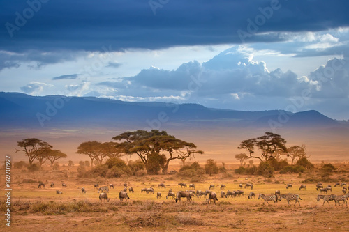 African Savannah. The foot of Mount Kilimanjaro. African animals. © Grispb