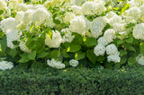 Blooming white hydrangea