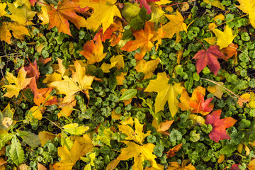 Autumn maple leaves background.