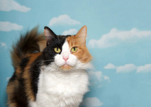 Portrait Of A Calico Cat Looking Directly At Viewer, Blue Background Sky With Clouds. Copy Space