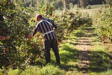 Farmer Collecting Apples In Apple Orchard