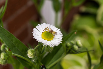 crab spider atop daisy flea-bane 2