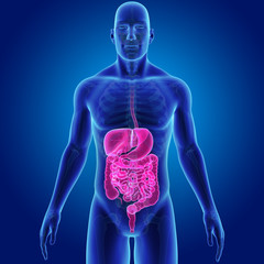 Wall Mural - Digestive system with skeleton anterior view