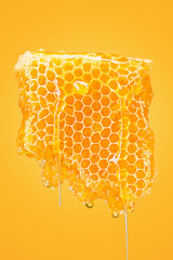 Sweet honeycomb on yellow