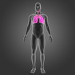 © 7activestudio - Lungs with body anterior view