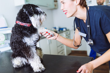 Happy veterinarian and miniature schnauzer.