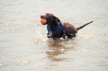 A young chocolate labrador puppy fetches an orange ball in a lake.