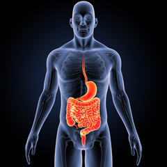 Stomach and intestine with skeleton anterior view