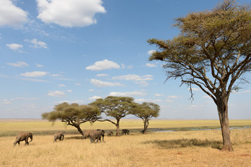 elefanten ziehen durch die steppe unter akazienbäumen in der serengeti, ostafrika