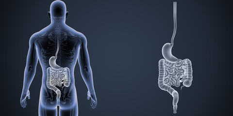 Stomach and intestine zoom with skeleton posterior view