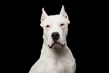 Wall Mural - Portrait of Purebred Dogo Argentino Dog Isolated on Black Background