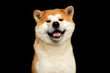 Funny Portrait of Akita inu Japanese breed of Dog, Looks Smiling on isolated black background, front view