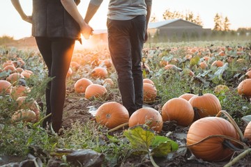 Couple standing in pumpkin field